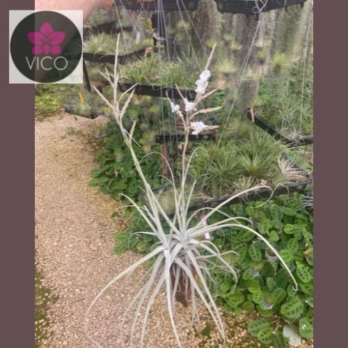 Tillandsia streptocarpa lira