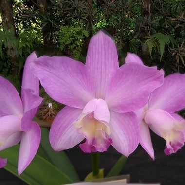Orquídea (Hoffmannseggella rupestris x Cattleya loddigesii aquinii alba)