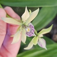 Registro Disponível: Prostechea ( aemula x elisae )