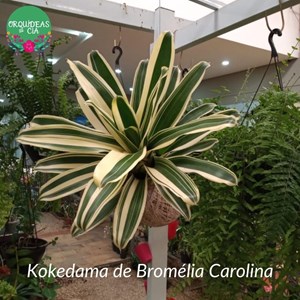 Kokedama de Bromélia Carolina