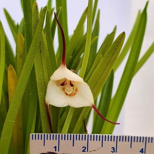 Orquidea Kit 4 Orquídeas Raras!!!