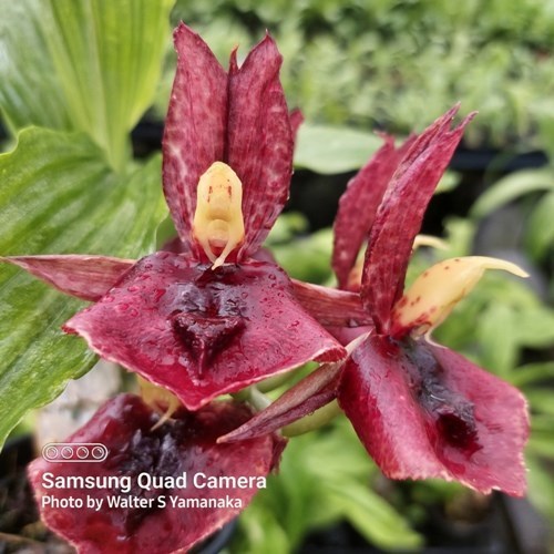 Catasetum extravaganza - Adulto