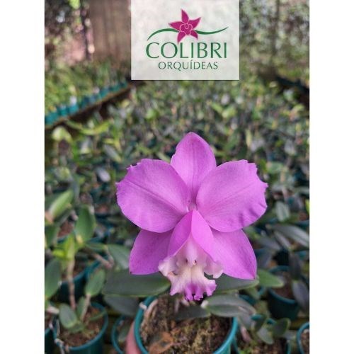 Orquídea Cattleya loddigesii tipo (Caliman x gde especial)