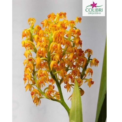 Polystachya paniculata