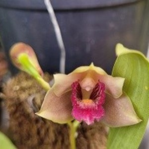 Registro Disponível: Brifrenaria ( harrisonea x clavegivera )