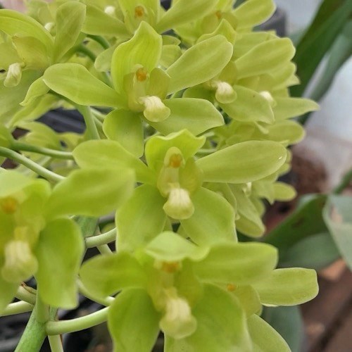 Orquídea Grammatophyllum scriptum