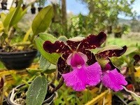 Cattleya aclandiae nigrensis  A