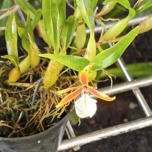 Dinema polibulbo (polybulbon)