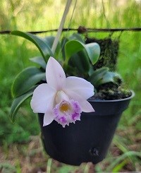 KitCom 06 plantas relacionadas a Hadrolaleia alaori