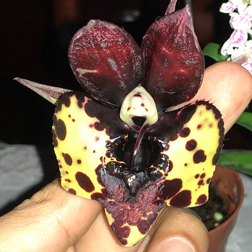 Catasetum Kidney Bean 'Jamie's Golden Eyes' - ADULTO - POTE 12