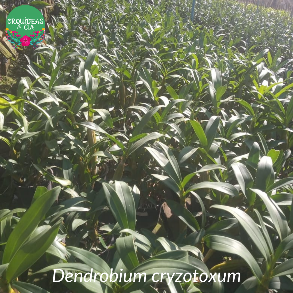 Orquídea Dendrobium chrysotoxum