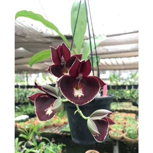 Ctsm Joao Stivalli # 14