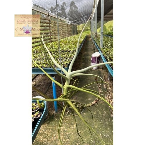 Tillandsia jequiencis