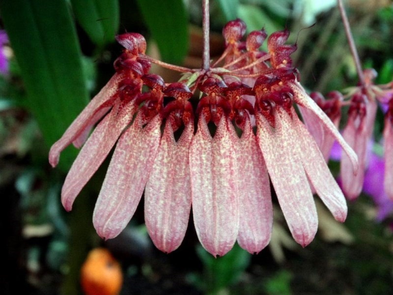 Bulbophyllum longiflorum