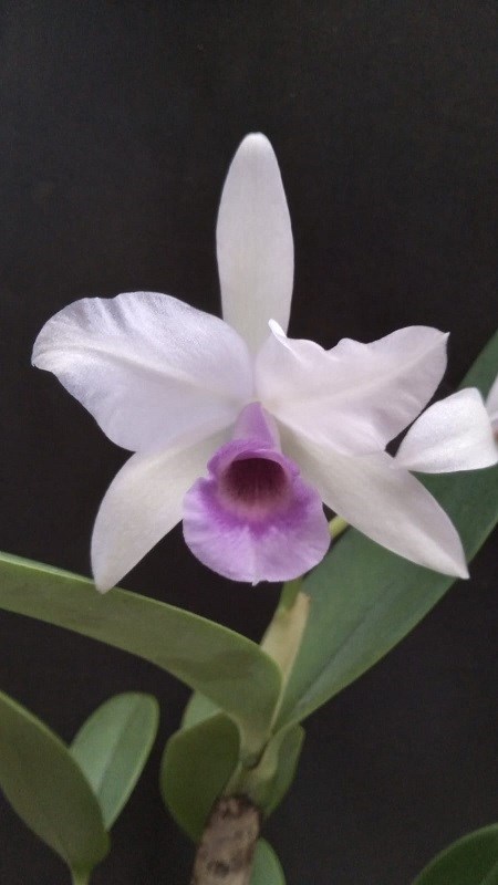 Cattleya deckeri coerulia - S0407B