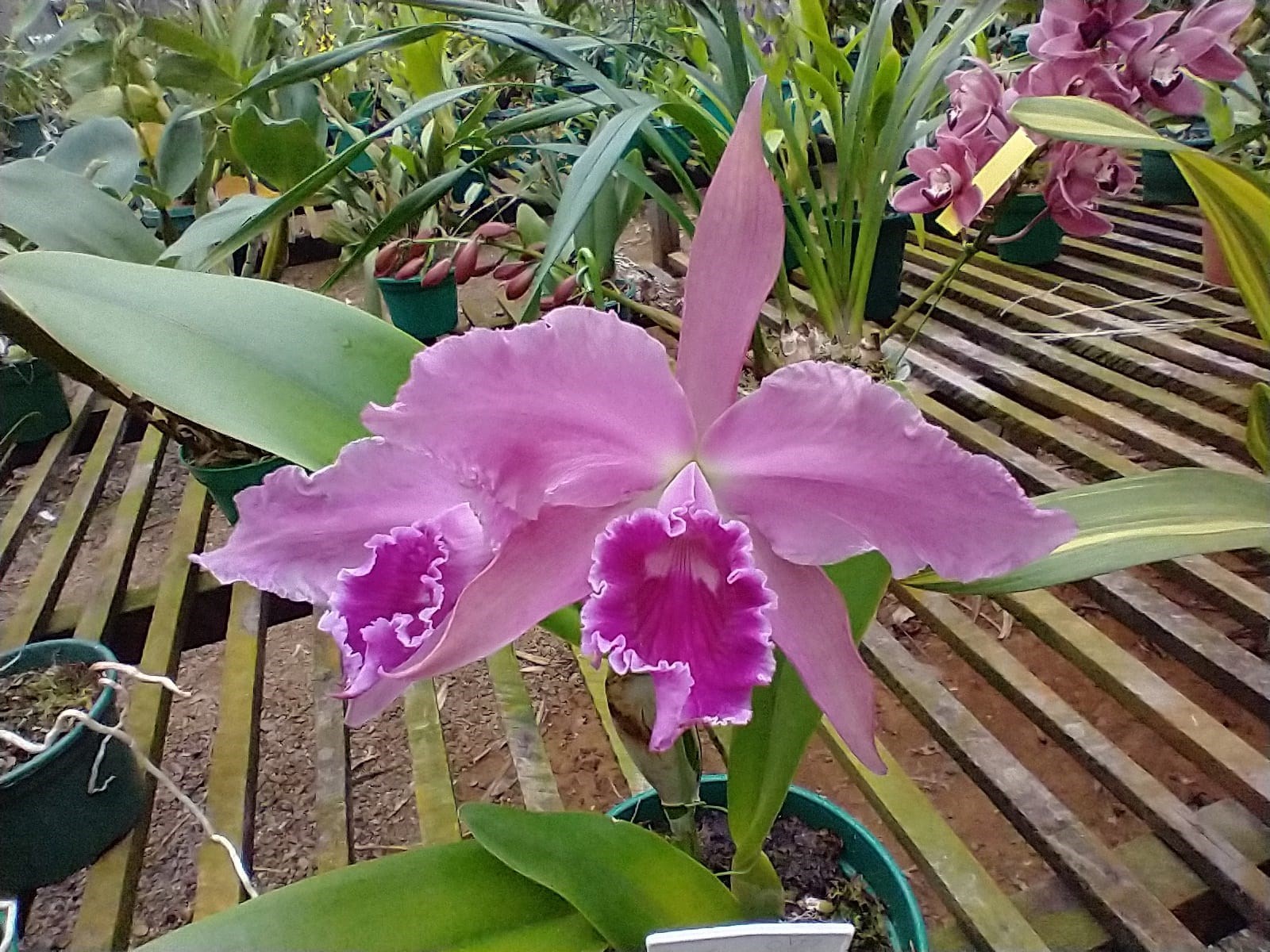 Orquídea Cattleya x gottoiana