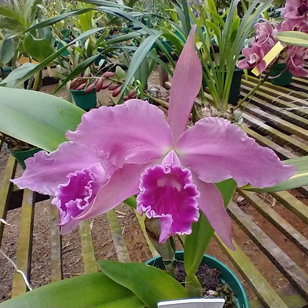 Orquídea Cattleya x gottoiana - Orquiloja