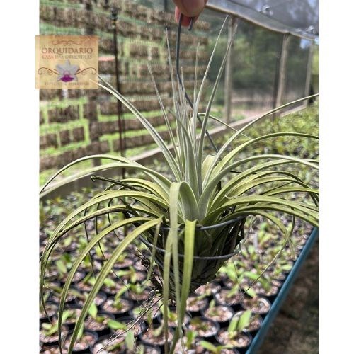 Tillandsia catimbauensis