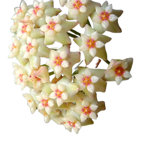Flor de cera Hoya parasitica muda enraizada no pote nº 6