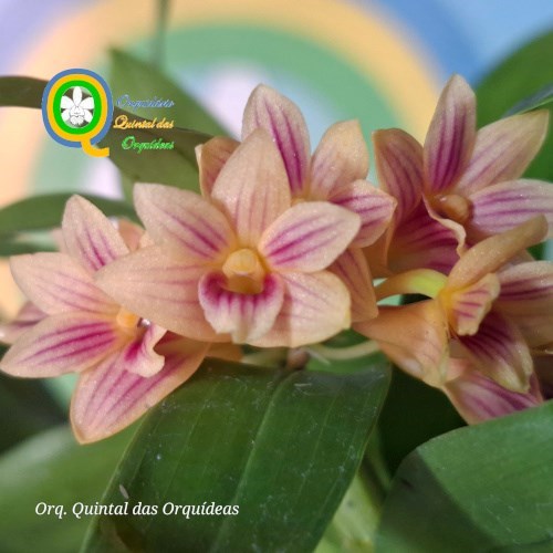 Dendrobium usitae - Sementeira - Adulto