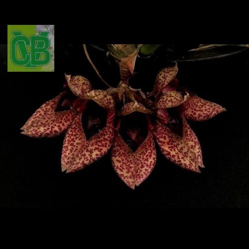Bulbophyllum frostii 