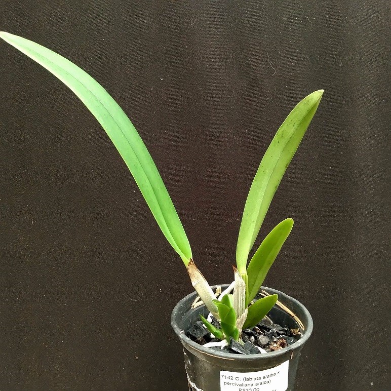 Cattleya (labiata s/alba x C.percivaliana s/alba)