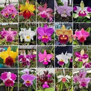 Kit com 10 Mudas De Orquídea Cattleya Diversas Cores