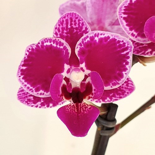 Orquídea Phalaenopsis Mini ! Flor Linda ! Com Vaso.