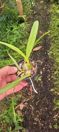 Encycliua cordigera ( rosea x semi alba BV )