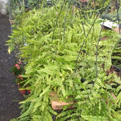 Folhagem Samambaia de Metro ADULTO (Polypodium subauriculatum)