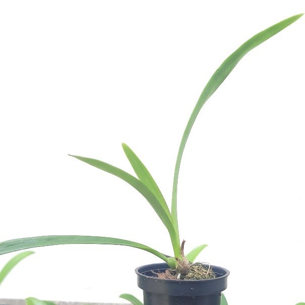 Encyclia alata ("Cecília Ferriello" x "Oreana Honey")