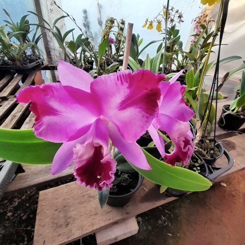 Cattleya intermedia x Slc. Mae Hawkins x Slc. Dizac