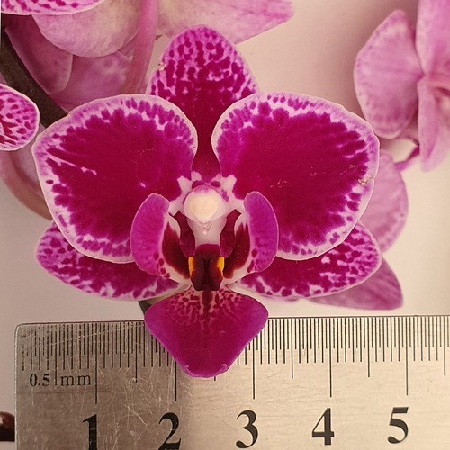 Orquídea Phalaenopsis Mini ! Flor Linda ! Com Vaso.