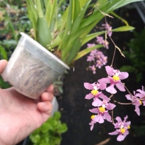Orquídea Oncidium ornithorynchum