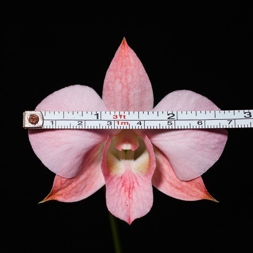 Orquidea Dendrobium (denphal) Kiko Orange!! Super Promoção!!