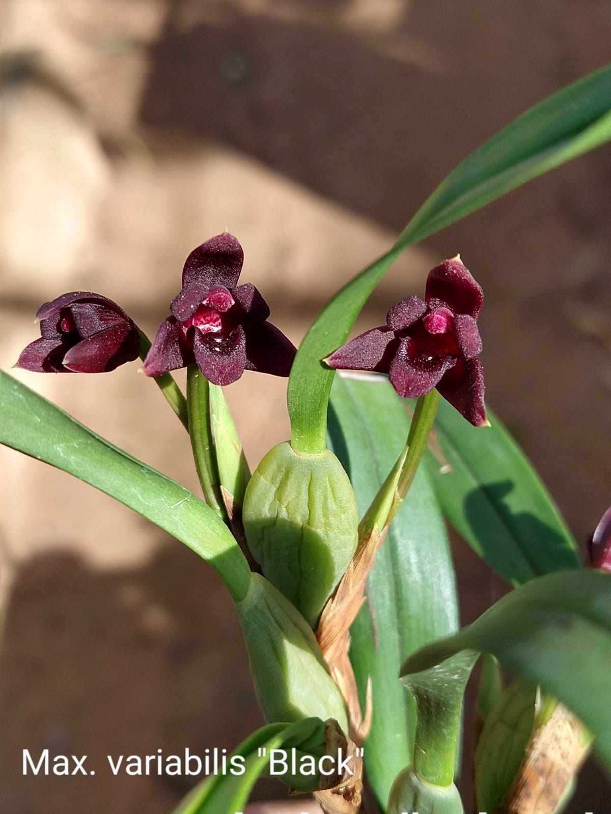 Orquídea Maxillaria variabilis "Black"