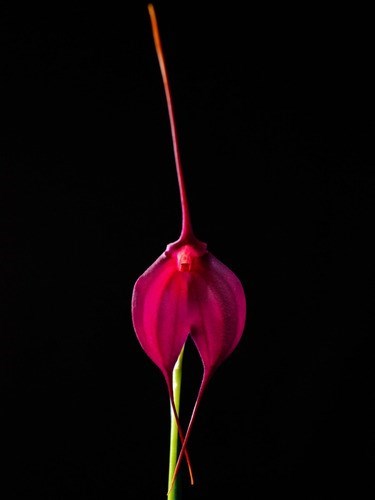 Orquidea Masdevallia Machu Picchu. Planta Adulta Cortes Disp