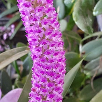 Orquídea Arpophillum giganteum