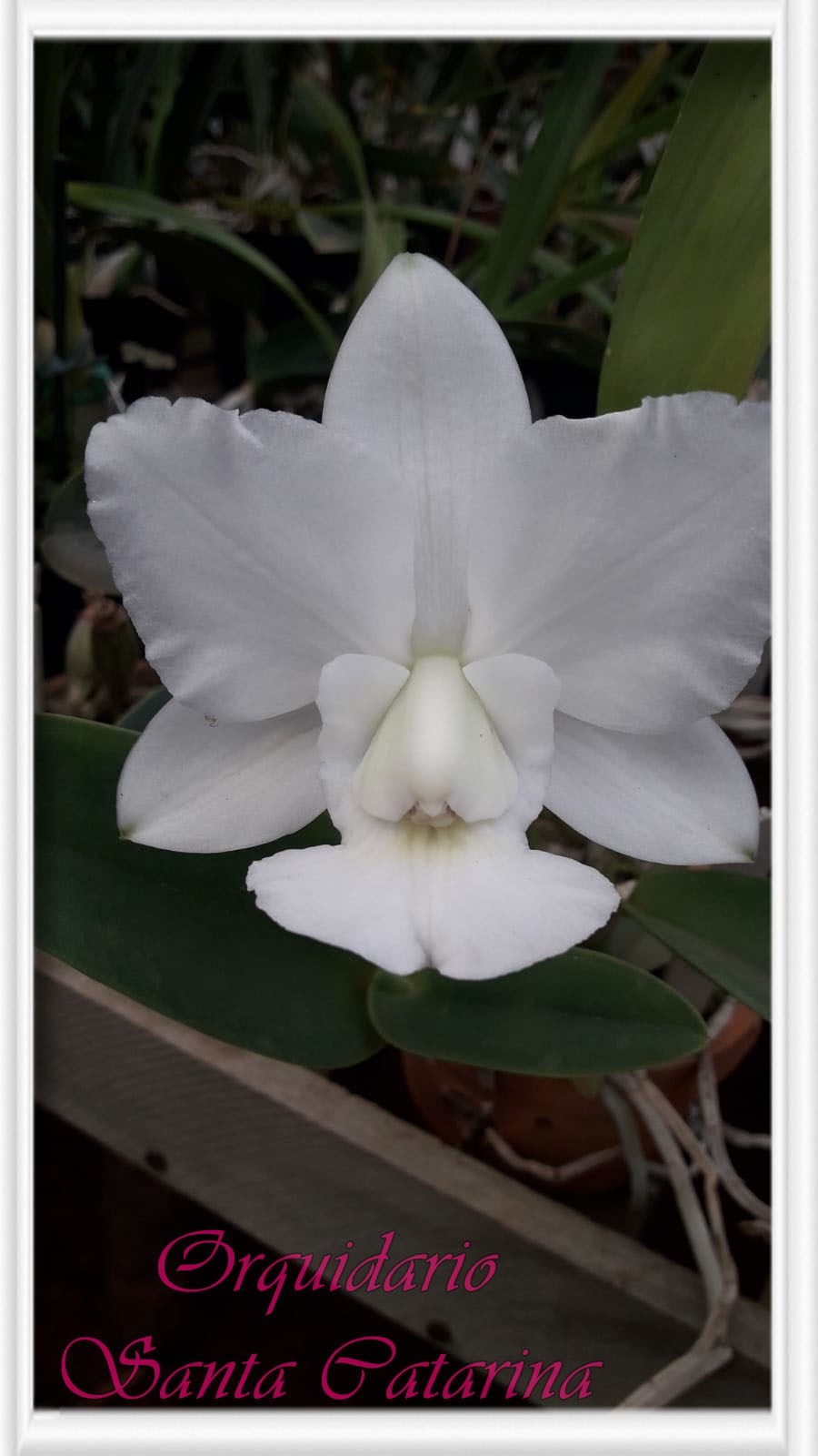 Orquídea Cattleya walkeriana Snow White
