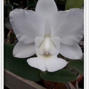 Orquídea Cattleya walkeriana Snow White
