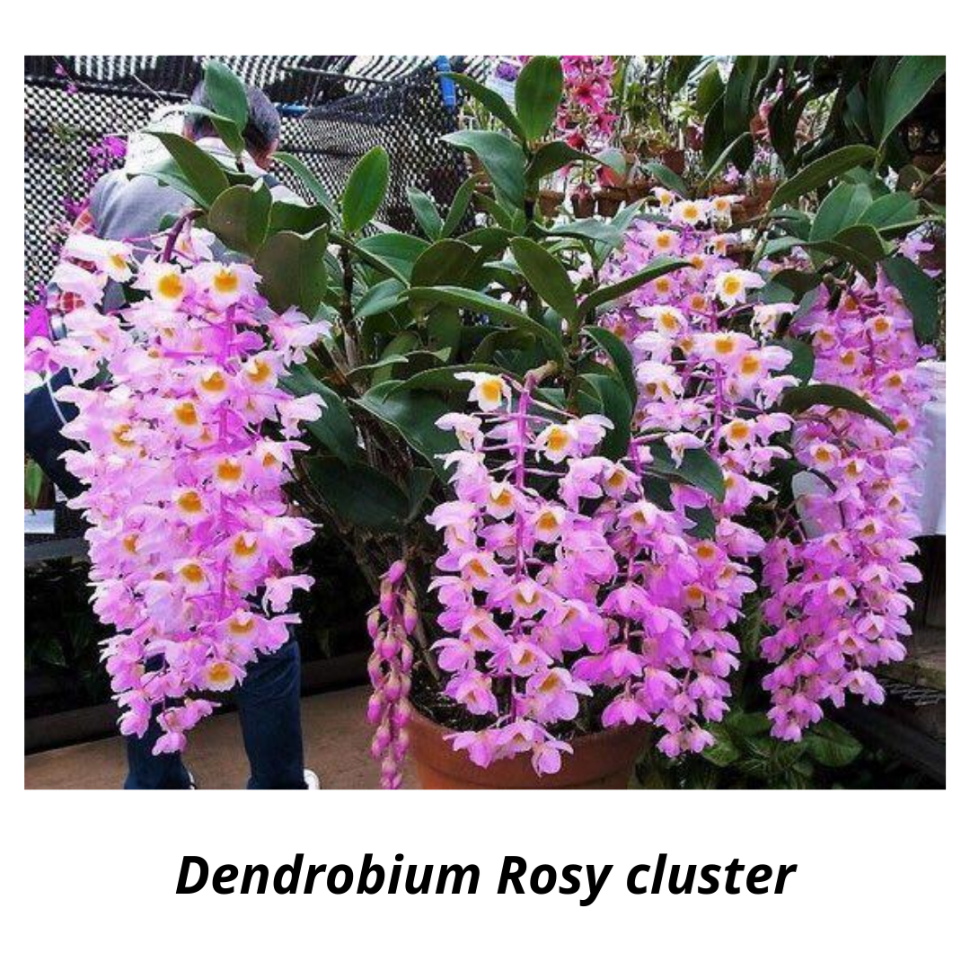 Orquídea Dendrobium Rosy cluster