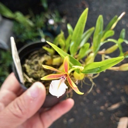 Dinema polibulbo (polybulbon)