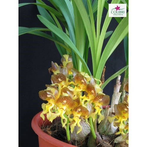 Orquídea Grobya amherstiae