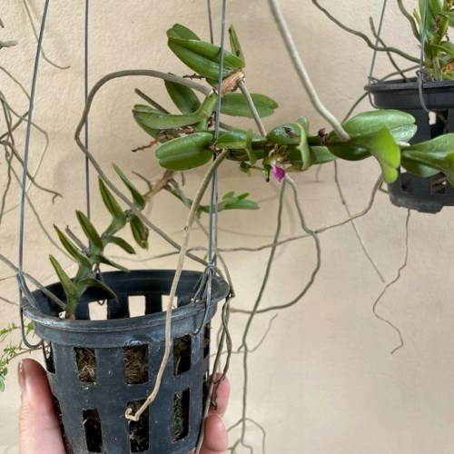 Pelatantheria insectifera