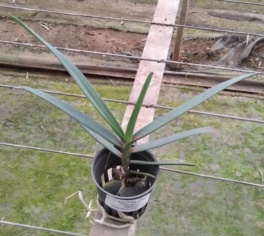 Renanthera monachica