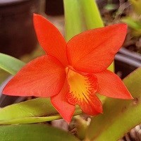 Cattlianthe Bewitched