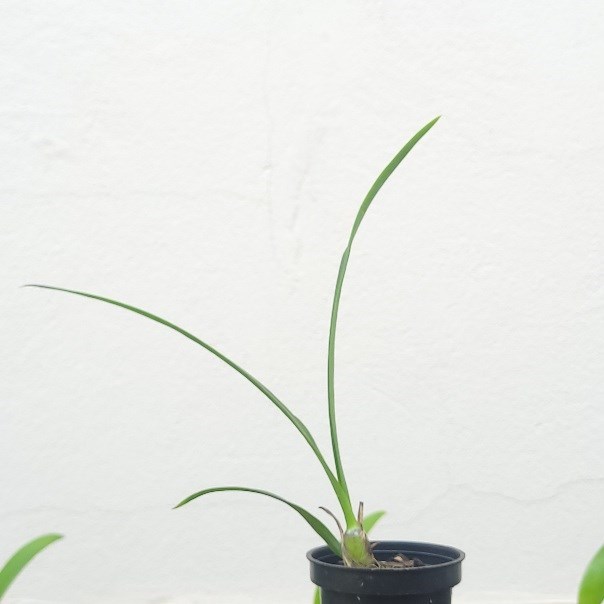Encyclia Borincana