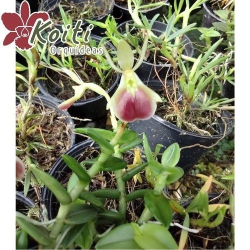 Orquídea Epidendrum Porpax - Adulta