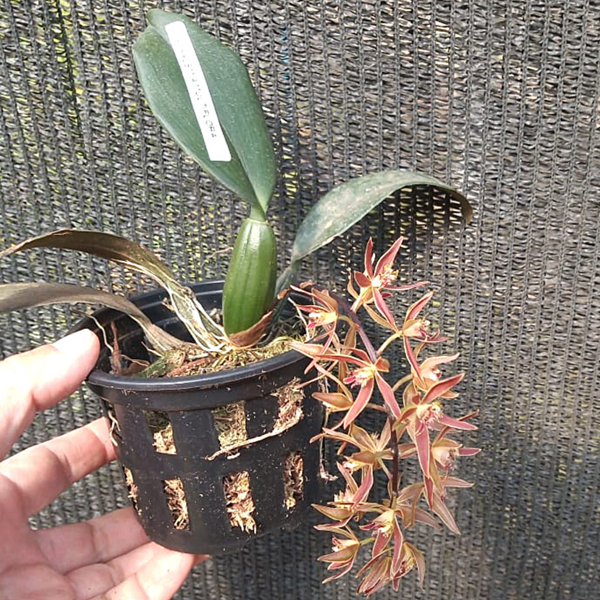 Orquídea Macradenia multiflora Orquiloja