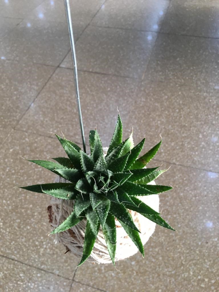 Kokedama de Folhagem Suculenta